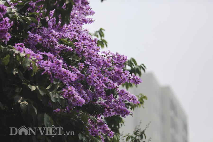 Hàng năm vào khoảng tháng 5, trên nhiều con đường của Thủ đô Hà Nội, hoa bằng lăng tím lại nở rộ. Sắc tím làm mê mẩn khiến bất cứ người nào đi qua cũng phải ngước lên ngắm nhìn.