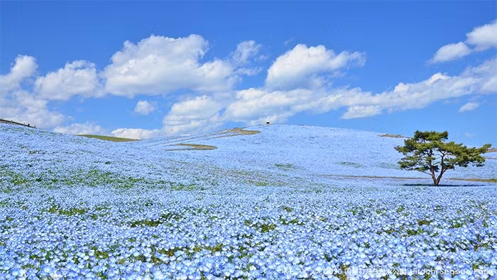 Hoa nemophila mọc sát mặt đất, khi nở sẽ tạo thành một tấm thảm hoa phủ kín mặt đất. (Nguồn: Boredpanda)