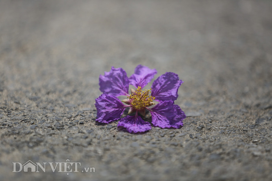 Là loại hoa chóng tàn, chỉ vài ngày sau khi khoe sắc thì hoa sẽ nhạt dần rồi bắt đầu rơi nhẹ trên mặt đất.