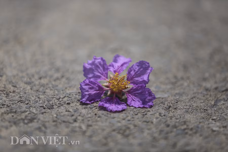 Là loại hoa chóng tàn, chỉ vài ngày sau khi khoe sắc thì hoa sẽ nhạt dần rồi bắt đầu rơi nhẹ trên mặt đất. Là loại hoa chóng tàn, chỉ vài ngày sau khi khoe sắc thì hoa sẽ nhạt dần rồi bắt đầu rơi nhẹ trên mặt đất.