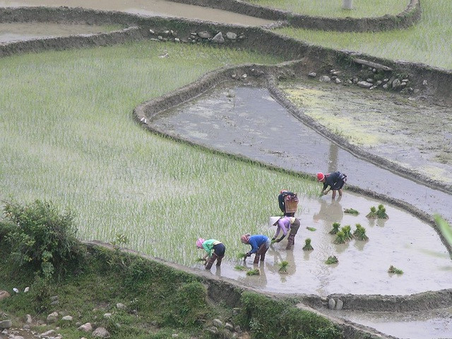 Ngày mùa bà con các dân tộc vùng cao Sa Pa thường giúp nhau cày cấy cho kịp thời vụ.
