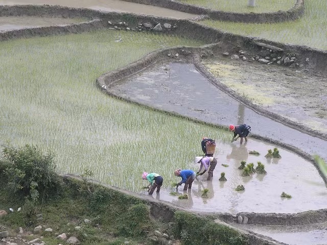 Ngày mùa bà con các dân tộc vùng cao Sa Pa thường giúp nhau cày cấy cho kịp thời vụ.