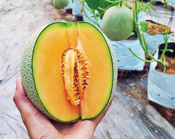 Trái dưa lưới vỏ xanh, ruột vàng ươm, ngọt lịm được vun trồng bằng tâm huyết của cô chủ trẻ Mai Khương - Ảnh: DIỆU QUÍ