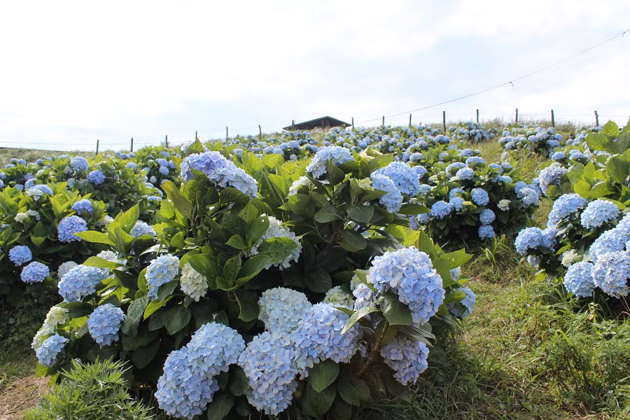Thời điểm này, hoa cẩm tú cầu trên đỉnh Mẫu Sơn đang nở rộ thu hút nhiều khách du lịch trong và ngoài tỉnh.