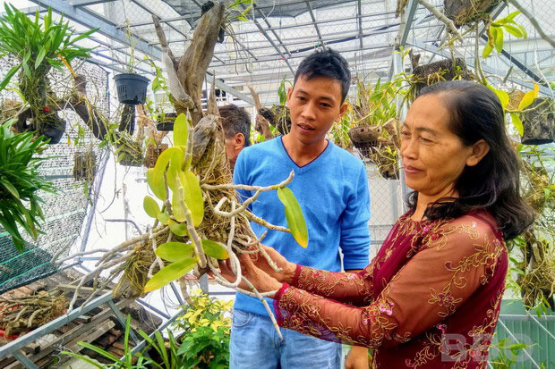 Để lan rừng sinh trưởng tốt, phải tạo những vùng tiểu khí hậu đảm bảo nhiệt độ, độ ẩm, ánh sáng... tương thích. Để lan rừng sinh trưởng tốt, phải tạo những vùng tiểu khí hậu đảm bảo nhiệt độ, độ ẩm, ánh sáng... tương thích.