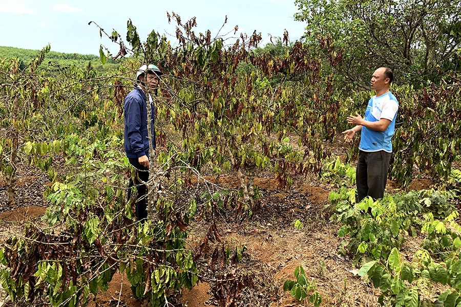 Vườn cà phê của anh Nguyễn Văn Tâm (làng Bua, xã Ia Pnôn, huyện Đức Cơ) sắp phải chặt bỏ vì cây đã khô héo. Ảnh: N.S