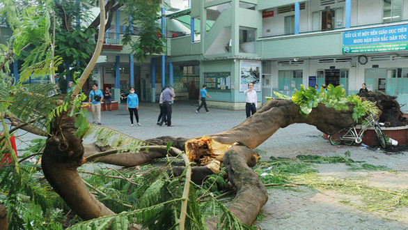 Hiện trường vụ cây phượng đổ gây thương vong cho học sinh Trường THCS Bạch Đằng (quận 3, TP.HCM) ngày 25-5 - Ảnh: TRỌNG NHÂN Hiện trường vụ cây phượng đổ gây thương vong cho học sinh Trường THCS Bạch Đằng (quận 3, TP.HCM) ngày 25-5 - Ảnh: TRỌNG NHÂN