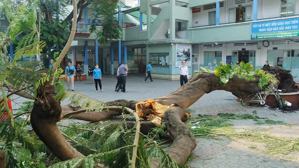Hiện trường vụ cây phượng đổ gây thương vong cho học sinh Trường THCS Bạch Đằng (quận 3, TP.HCM) ngày 25-5 - Ảnh: TRỌNG NHÂN