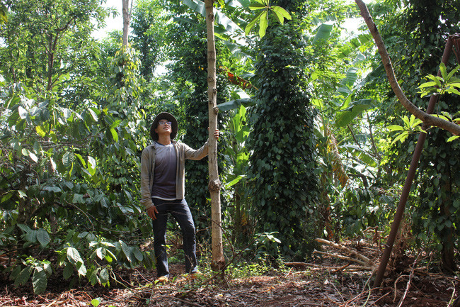 Anh Công trồng nhiều loại cây để đa dạng tầng tán trong 