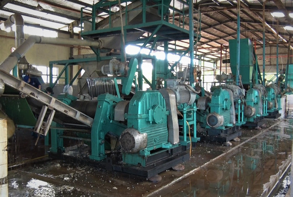 Dây chuyền chế biến mủ của Xí nghiệp vừa được cải tiến. Ảnh: H.Đ.T