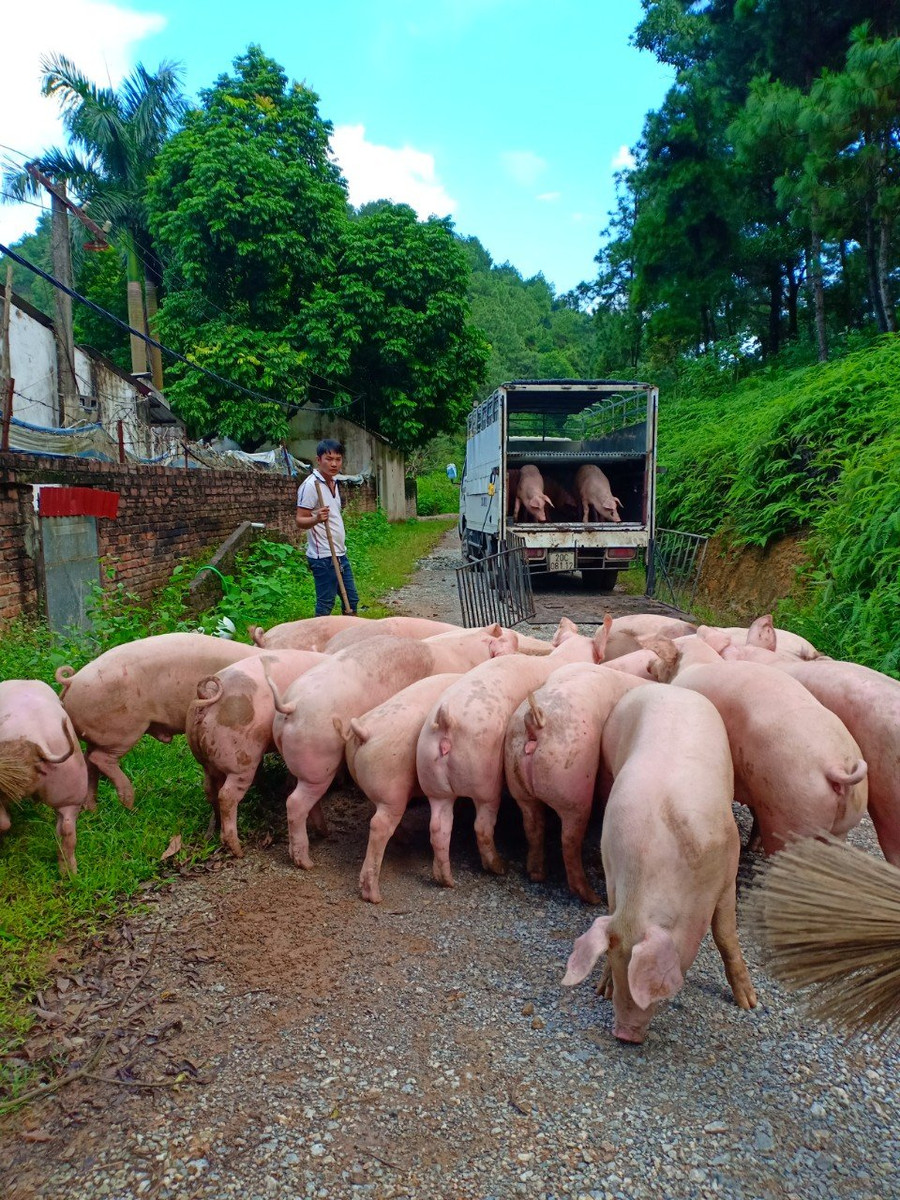 Hiện giá lợn hơi tại các địa phương vẫn đang ở mức cao khoảng trên dưới 90.000 đồng/kg, nhiều hộ dân nhỏ lẻ gặp khó khăn trong tái đàn.