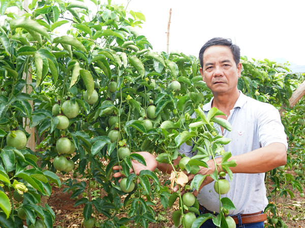 Vườn chanh dây đem lại cho ông Nguyễn Chất Sâm thu nhập hơn 500 triệu đồng trong năm 2019. Ảnh: Q.T