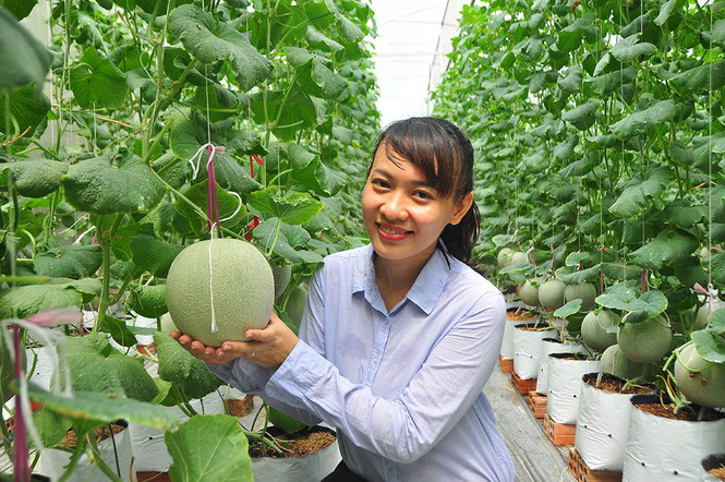 Chị Lê Ngọc Hiền bên vườn dưa lưới của mình