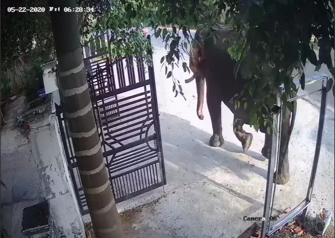 Con voi động dục xổng chuồng