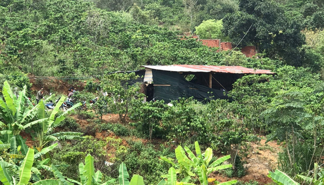 Căn chòi trên rẫy cà phê, nơi các nghi can tổ chức đá gà ăn tiền ẢNH: G.B