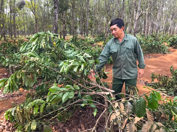 Một đám cà phê bị chặt phá. Ảnh: V.N