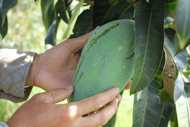 "Không dùng thuốc hóa học, cây trái bị chích hút, hư hại là điều khó tránh khỏi" - anh Công nói. (Ảnh: PL)