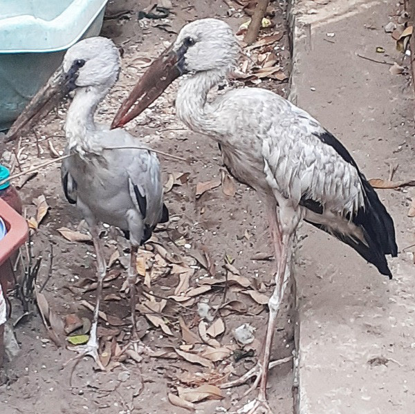 Cặp chim lạ nghi là loài Cò Nhạn - một loài chim quý hiếm có tên trong Sách Đỏ Cặp chim lạ nghi là loài Cò Nhạn - một loài chim quý hiếm có tên trong Sách Đỏ