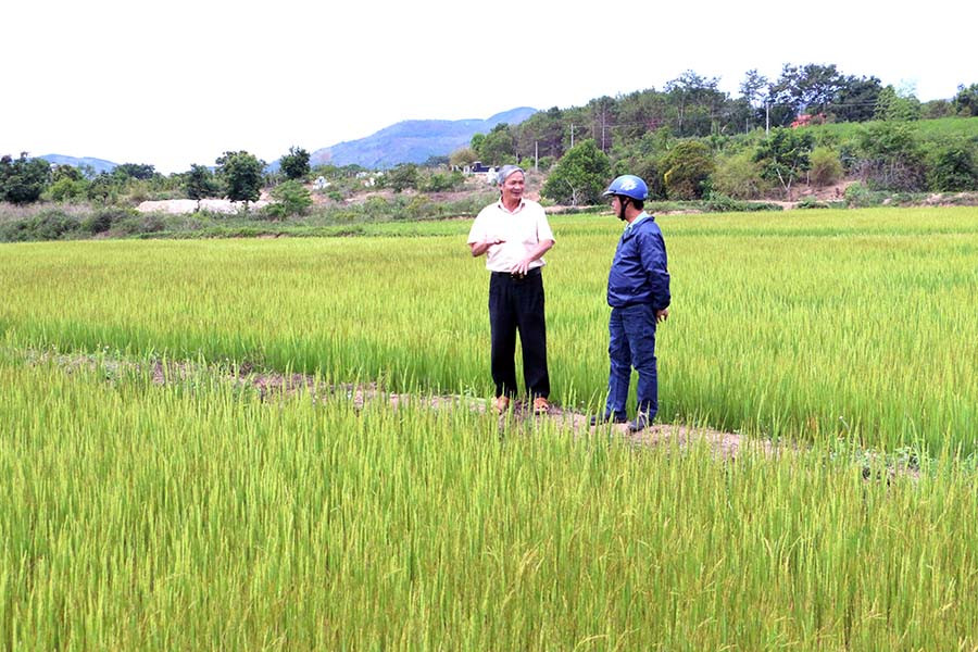 Giống lúa HT1 được sản xuất tại cánh đồng trạm bơm Plei Bông (xã Ayun, huyện Mang Yang). Ảnh: Quang Tấn Giống lúa HT1 được sản xuất tại cánh đồng trạm bơm Plei Bông (xã Ayun, huyện Mang Yang). Ảnh: Ngọc Sang