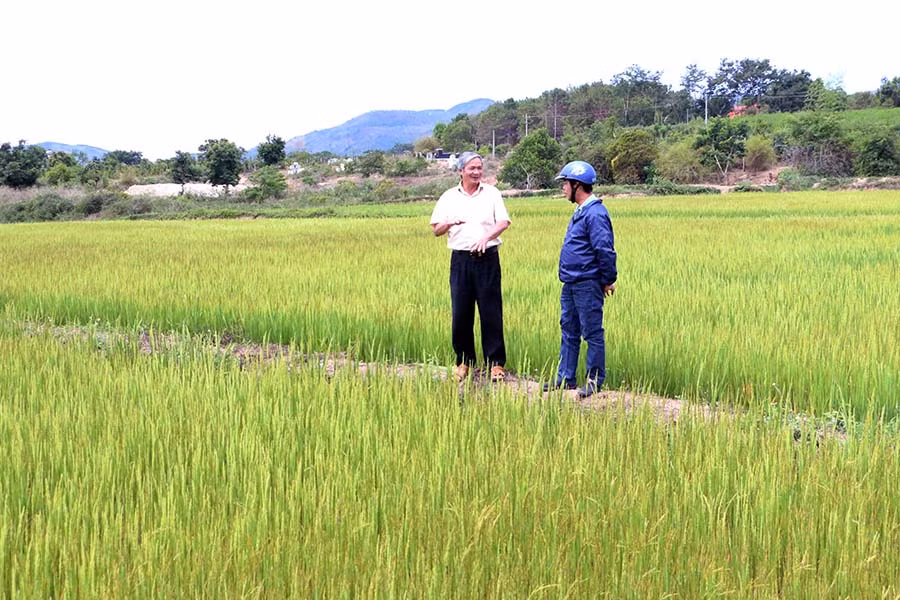 Giống lúa HT1 được sản xuất tại cánh đồng trạm bơm Plei Bông (xã Ayun, huyện Mang Yang). Ảnh: Ngọc Sang