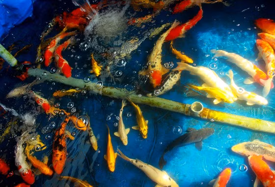 Mô hình nuôi cá Koi Nhật của Mạnh đang phát triển tốt, mỗi năm tổng thu về hơn 500 triệu. Ảnh: NGUYỄN TRANG.