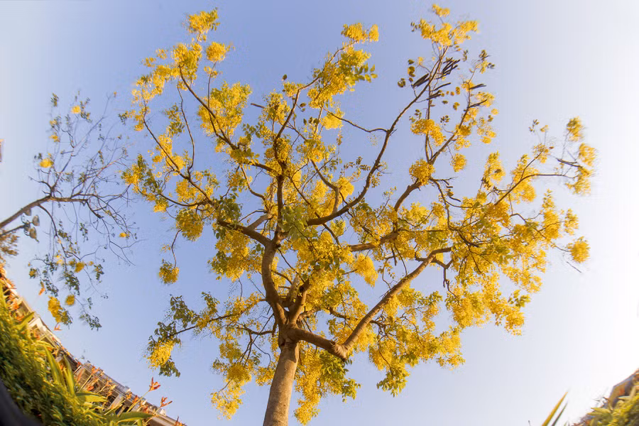  Khi nở hoa, Hoàng yến như đổ màu xuống phố với những chùm hoa vàng. Ảnh: Lê Tuấn