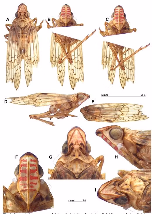  Sogana bachmana Constant & Pham, 2019. A.(Nguồn: Bảo tàng Thiên nhiên Việt Nam)