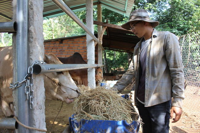 Phân chuồng từ chăn nuôi bò kem pháp, lợn, gà, vịt được anh đem ủ và bón cho vườn cây. (Ảnh: PL)