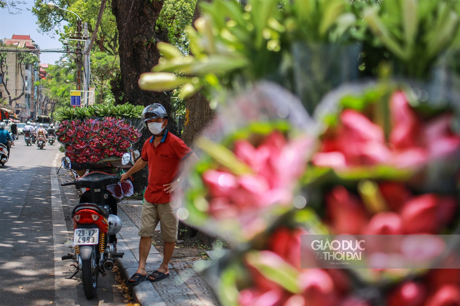  Còn khoảng nửa tháng nữa mới chính thức bước vào mùa hoa sen nở rộ.