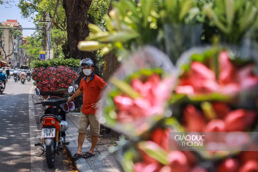  Còn khoảng nửa tháng nữa mới chính thức bước vào mùa hoa sen nở rộ.