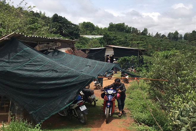 Nơi tổ chức đá gà là một căn chòi trên đồi trong rẫy cà phê ẢNH: G.B