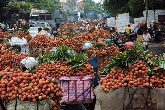 Vải thiều sẽ chín rộ nhất trong tháng 6