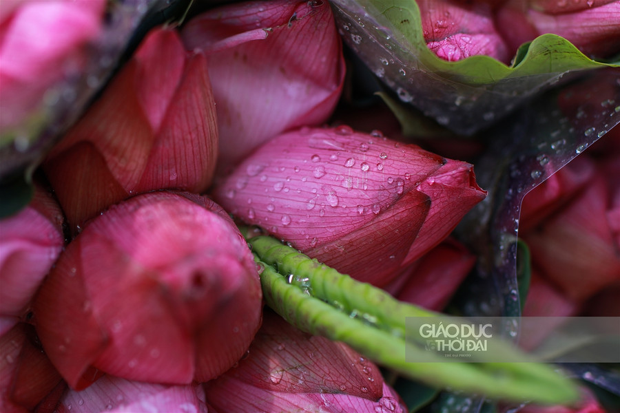 Theo những người bán hàng dù giá sen đầu mùa khá cao nhưng loại hoa này vẫn được nhiều người tìm mua.