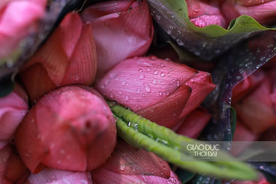 Theo những người bán hàng dù giá sen đầu mùa khá cao nhưng loại hoa này vẫn được nhiều người tìm mua.