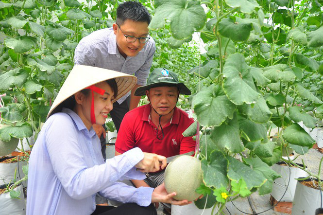 Chị Hiền bổ dưa phục vụ khách thăm quan ngay tại vườn.