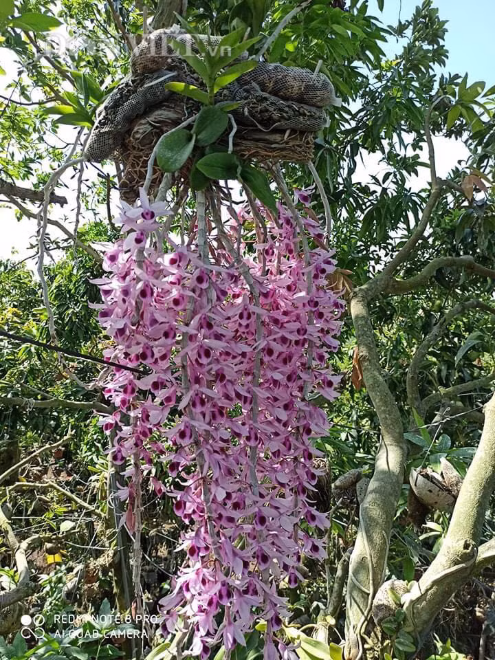 Cận cảnh giò phong lan rừng Phi điệp tím 