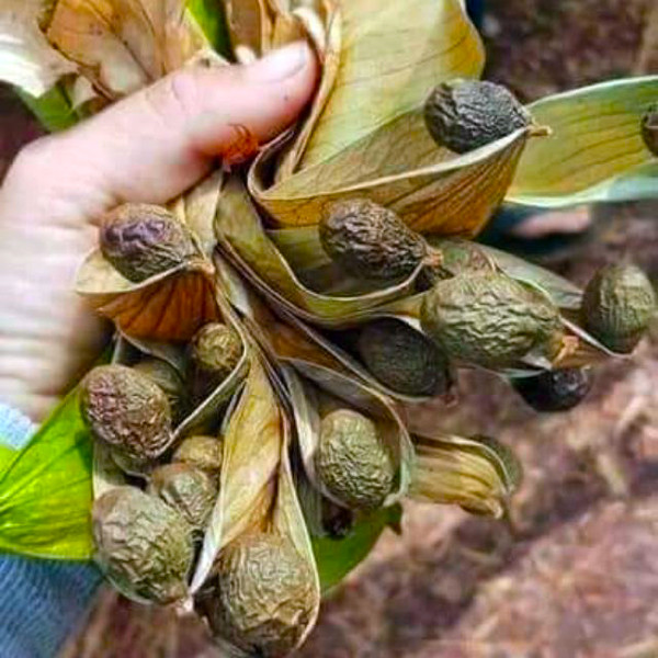 Hạt ươi. Ảnh: K.N.B Hạt ươi. Ảnh: K.N.B