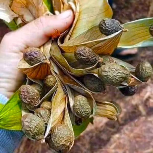 Hạt ươi. Ảnh: K.N.B