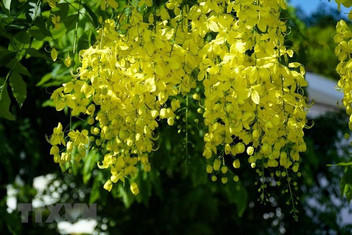 Muồng hoàng yến còn có tên là muồng hoàng hậu, hoa lồng đèn, bò cạp nước, bò cạp vàng, Osaka, mai dây, cây xuân muộn, mai nở muộn... (Ảnh: Xuân Tư/TTXVN)