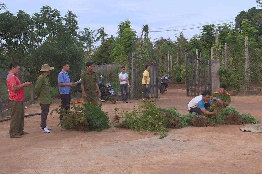 Công an thu giữ nhiều cây cần sa. Ảnh: Lin Xong