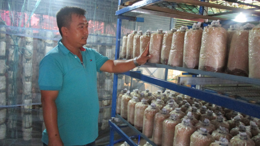 Cơ sở trồng nấm sò của anh Tuấn sản xuất theo hướng gối đầu và có công suất hơn 120.000 bịch nấm/năm. Cơ sở trồng nấm sò của anh Tuấn sản xuất theo hướng gối đầu và có công suất hơn 120.000 bịch nấm/năm.