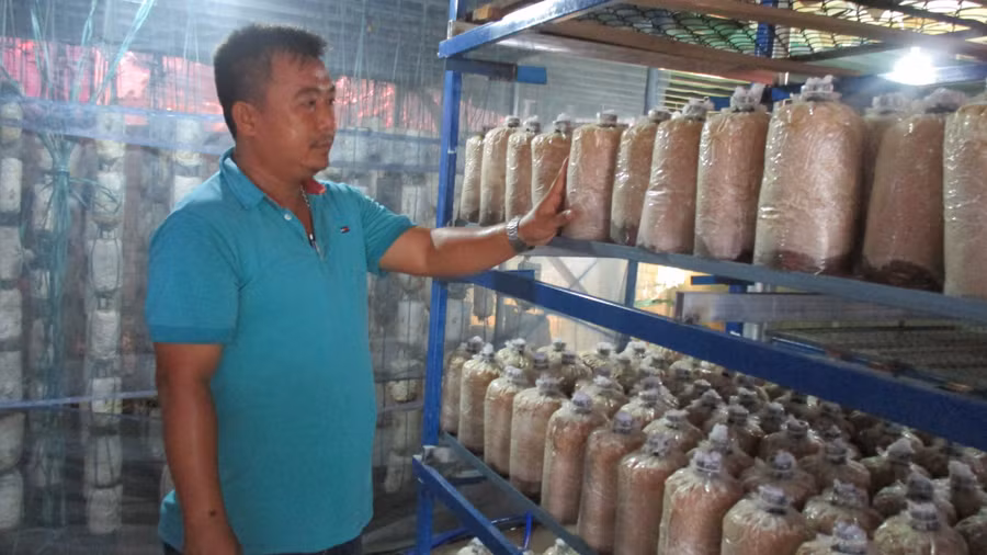 Cơ sở trồng nấm sò của anh Tuấn sản xuất theo hướng gối đầu và có công suất hơn 120.000 bịch nấm/năm. Cơ sở trồng nấm sò của anh Tuấn sản xuất theo hướng gối đầu và có công suất hơn 120.000 bịch nấm/năm.