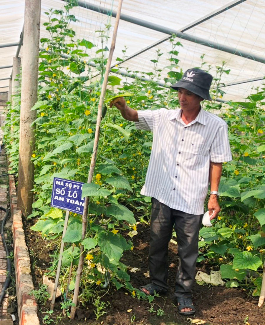Nhờ tham gia mô hình trồng rau an toàn, gia đình anh Hoàng Văn Thủy (tổ 10, thị trấn Phú Thiện) đã cải thiện đáng kể thu nhập. Ảnh: A.H  Nhờ tham gia mô hình trồng rau an toàn, gia đình anh Hoàng Văn Thủy (tổ 10, thị trấn Phú Thiện) đã cải thiện đáng kể thu nhập. Ảnh: A.H