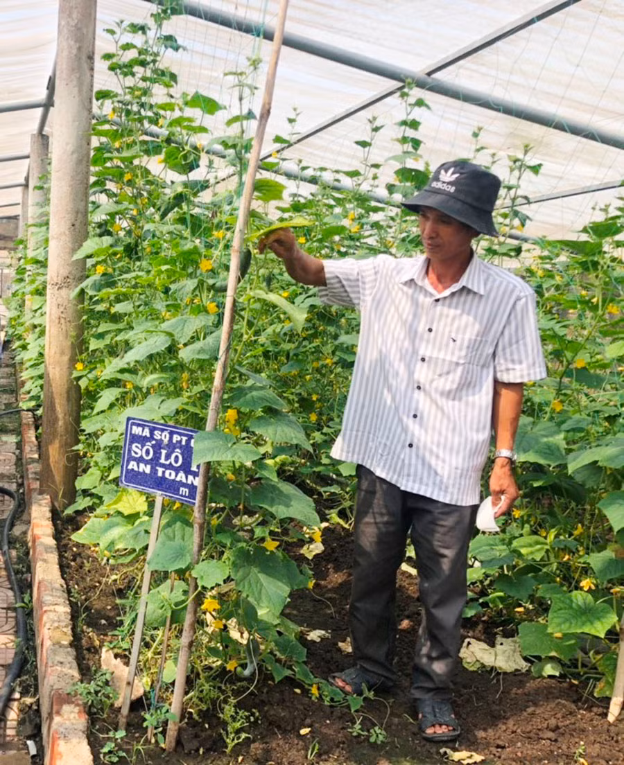  Nhờ tham gia mô hình trồng rau an toàn, gia đình anh Hoàng Văn Thủy (tổ 10, thị trấn Phú Thiện) đã cải thiện đáng kể thu nhập. Ảnh: A.H