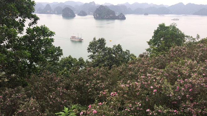 Nhánh sim rừng trên đảo chắc chắn để lại ấn tượng khó quên với du khách ẢNH LÃ NGHĨA HIẾU