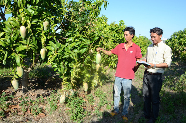 Trang trại chuyên canh xoài để xuất khẩu rộng 9 ha của anh Bùi Đức Trung (bìa trái). Ảnh: T.Đ