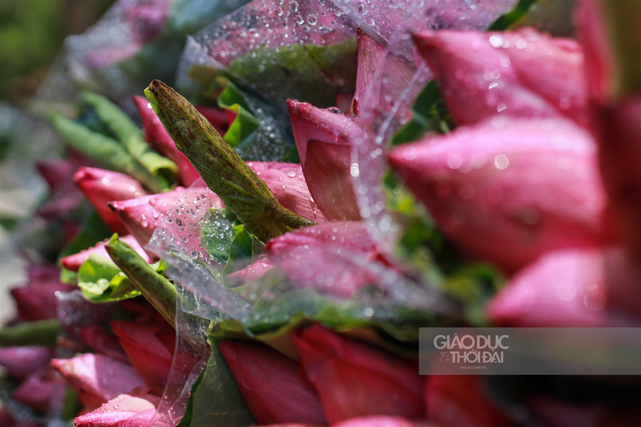  Vào thời điểm này, trên đường phố đã thấy thấp thoáng hoa sen đầu mùa theo chân những vòng xe rong ruổi khắp phố phường.