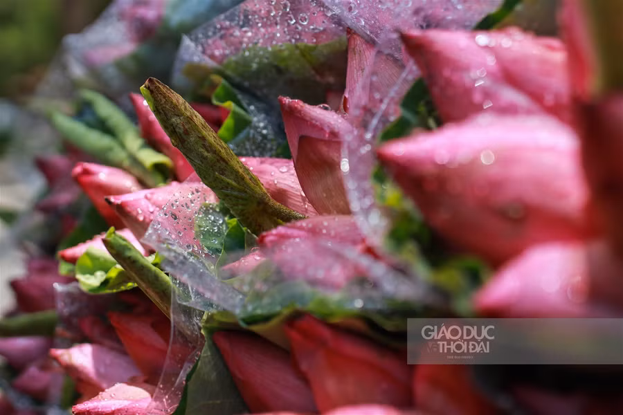  Vào thời điểm này, trên đường phố đã thấy thấp thoáng hoa sen đầu mùa theo chân những vòng xe rong ruổi khắp phố phường.