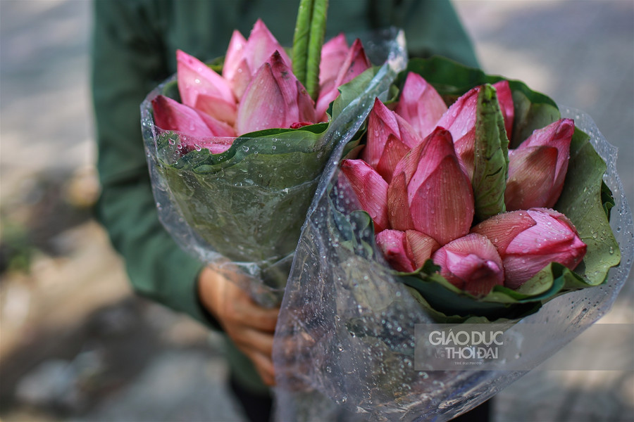 Giá mỗi bó sen giao động từ 50-60 ngàn đồng.