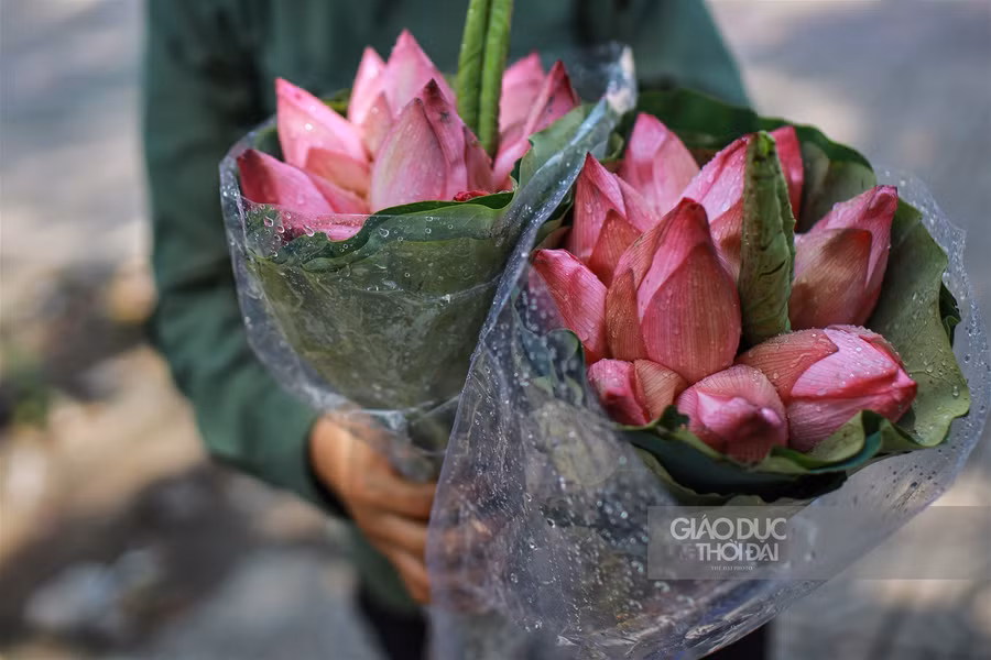 Giá mỗi bó sen giao động từ 50-60 ngàn đồng.